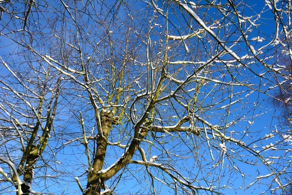 Ramos Árvores Carregadas Neve Contra Céu Azul Inglaterra Reino Unido — Fotografia de Stock