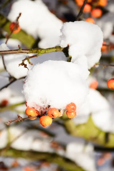 Snow Laden Crab Apple Fruit Branches England Western Europe — Stock Photo, Image