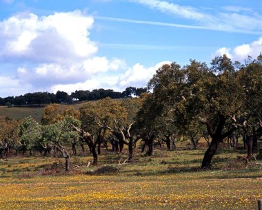 Cork meşe ağaçları, Alentejo bölgesi, Portekiz, Batı Avrupa.