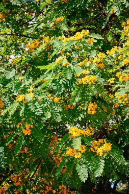 Sarı çiçekli düğün çiçeği çalı (Senna Multiglandulosa), Ayamonte, Huelva ilinde, Endülüs, İspanya, Avrupa.
