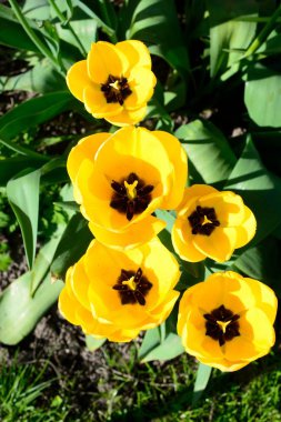 Tam Bloom, İngiltere, Birleşik Krallık, Europe sarı laleler.