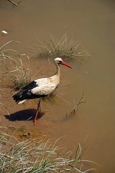 Adult Stork Wading River Arade Silves Portugal Europe — Stock Photo, Image