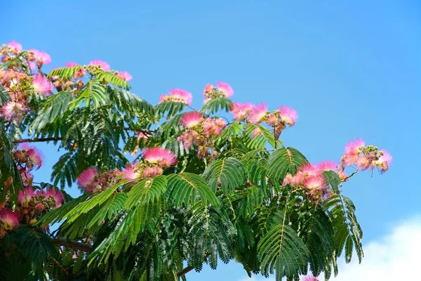 Pretty pink and white flowering silk tree (Albizia Julibrissin) against a blue sky, Ayamonte, Huelva Province, Andalucia, Spain, Europe.