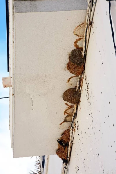 House martins nesting beneath a townhouse balcony, Castro Marim, Algarve, Portugal, Europe.