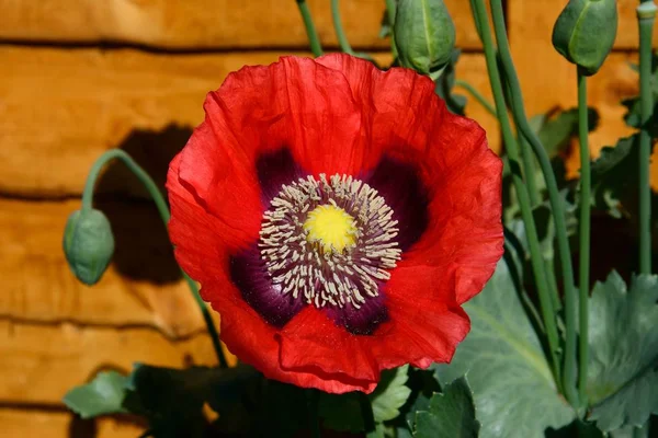 Pavot Rouge Pleine Floraison Contre Une Clôture Bois Angleterre Royaume — Photo