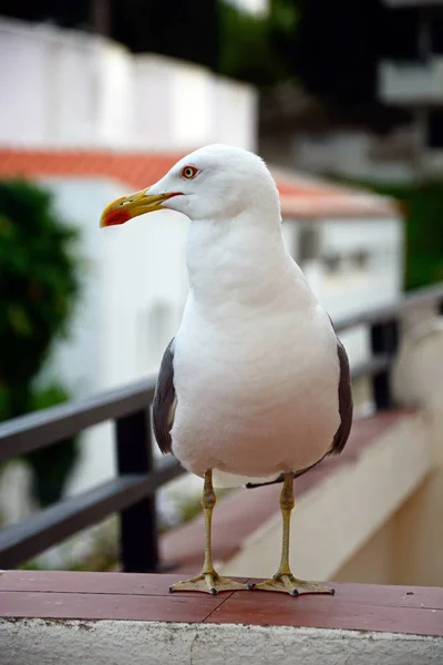 Möwe Auf Einem Balkon Albufeira Algarve Portugal Europa — Stockfoto