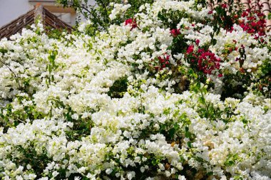 Oldukça Begonvil bitki tam Bloom, Algarve, Portekiz, Avrupa beyaz.