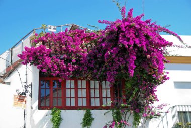 Bir townhouse pencere, Conil de la Frontera, İspanya çiçekli güzel Begonvil.