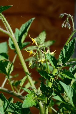 Sarı çiçeklerile Losetto kiraz domates bitki.