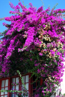 Bir townhouse pencere, Conil de la Frontera, İspanya çiçekli güzel Begonvil.