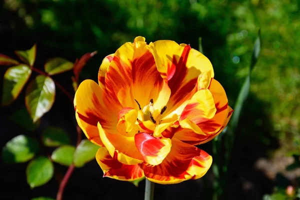 Piękny czerwony i żółty tulipan pasiasty podczas Springtime, UK — Zdjęcie stockowe