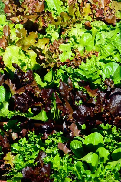 Young lettuce leaves food background. — Stock Photo, Image