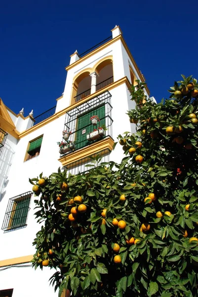 Adosados tradicionales españoles en la Plaza Santa Cruz con un naranjo en primer plano, Sevilla, España . —  Fotos de Stock