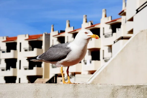 Möwe auf einem Balkon, Albufeira, Portugal. — Stockfoto