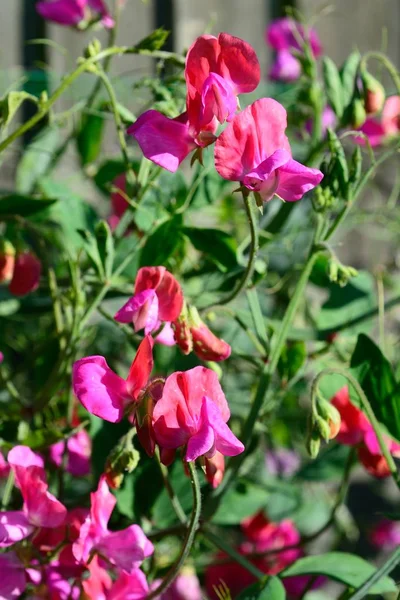 Прелестное розовое растение сладкого гороха в полном расцвете, Великобритания . — стоковое фото