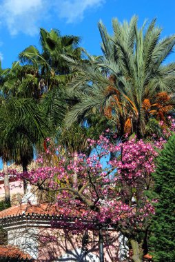 Arka palmiye ağaçları ile tam çiçekli ipek diş ipi ağacı, Marbella, İspanya.