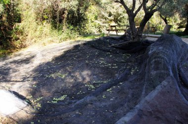 La Concepcion Tarihi Botanik Bahçeleri'ndeki bir ağaçtan olgun zeytin hasadı, Malaga, İspanya.