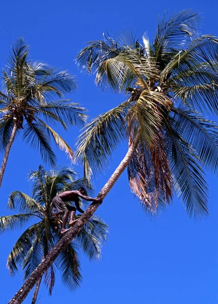 Helyi férfi mászni egy pálmafa gyűjteni kókuszdió, Tobago. — Stock Fotó