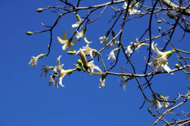 Chorisia Insignis tree in full bloom against a blue sky, Spain. clipart