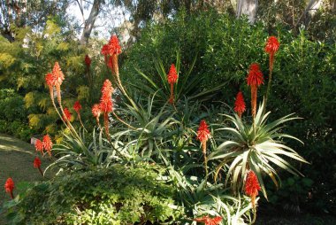 Aloe Arborescens Variegata tam çiçeklenme, İspanya.