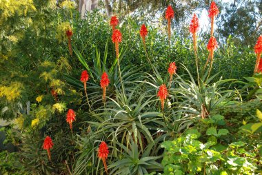Aloe Arborescens Variegata tam çiçeklenme, İspanya.