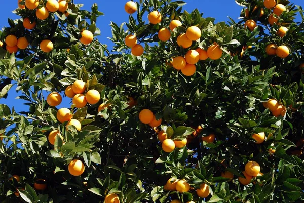 Спелые апельсины Севильи на дереве против голубого неба, Испания . — стоковое фото