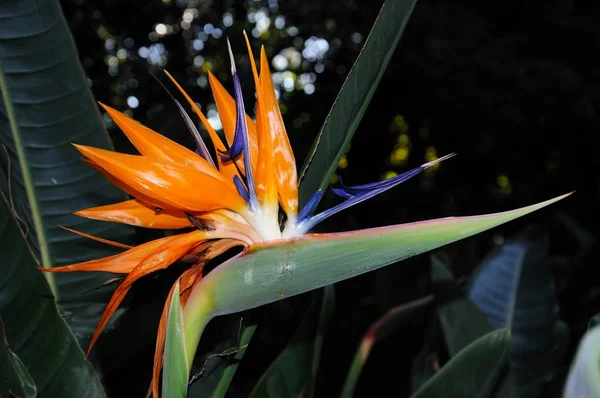 Bird of Paradise flower in full bloom, Malaga, Spain.