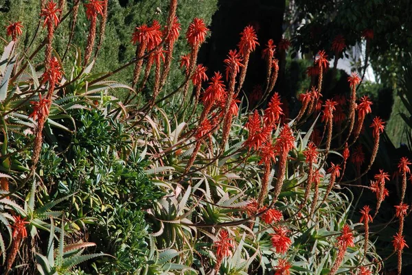 Aloe Arborescens Variegata tam çiçeklenme, Miraflores, İspanya. — Stok fotoğraf