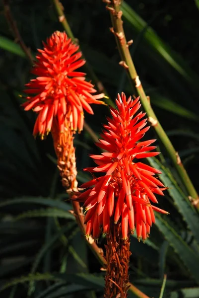 Aloe Arborescens Variegata em plena floração, Espanha . — Fotografia de Stock