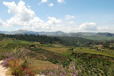 Ön planda Bahar kır çiçekleri ile dağlara doğru tarım arazileri ve kırsal genelinde yükseltilmiş görünümü, Ronda, İspanya.