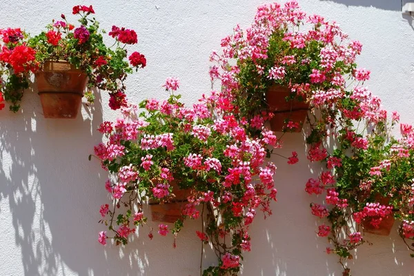 Pretty pink and red geraniums in pots against a whitewashed wall, Ronda, Spain.