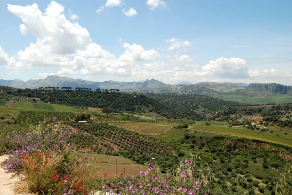 Ön planda Bahar kır çiçekleri ile dağlara doğru tarım arazileri ve kırsal genelinde yükseltilmiş görünümü, Ronda, İspanya.