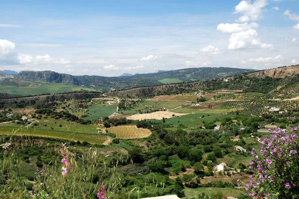 Elevated view across farmland and the countryside towards the mountains with Spring wildflowers in the foreground, Ronda, Spain. — Stock Photo, Image