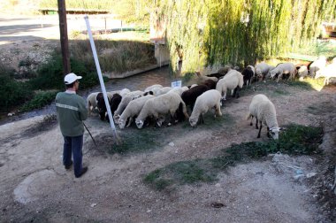 Shepherd nehir kıyısındaki koyun sürüsünü izliyor, Riofrio, İspanya.