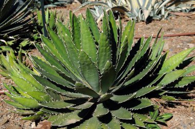 Agave Lophanta Schiede fabrikası La Concepcion tarihi botanik bahçeleri, Malaga, İspanya.