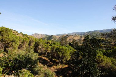 İspanya, Malaga 'daki La Concepcion tarihi botanik bahçesindeki Montanas de Malaga' ya doğru olan ağaç tepelerine bakın..
