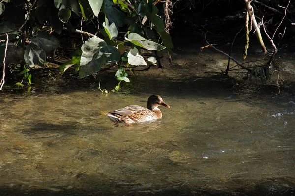 西班牙Riofrio河上的雌性野鸭. — 图库照片