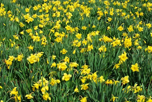 Fält av gula påskliljor i full blom, Storbritannien. — Stockfoto