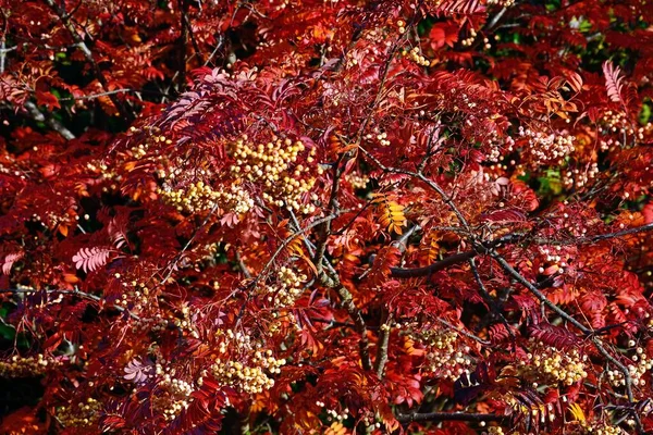 Fresno Montaña Otoño Mostrando Sus Hojas Color Rojo Reino Unido —  Fotos de Stock