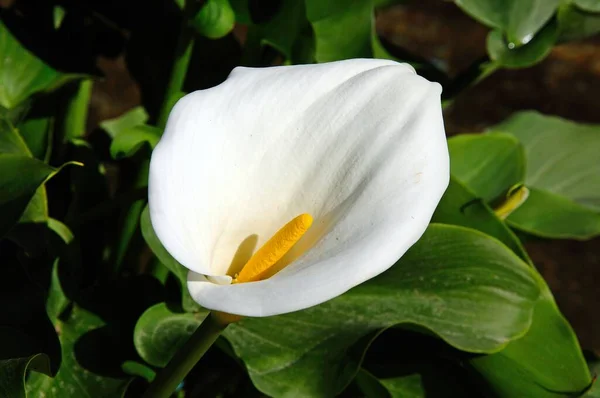 White Arum Lily Zantedeschia Aethiopica — Stock Photo, Image