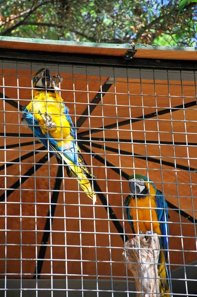 Guacamayos Azules Amarillos Enjaulados Loro Psittacinas España — Foto de Stock