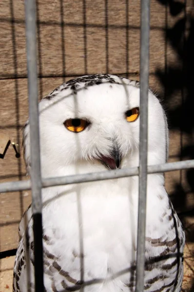 Dikurung Snowy Owl Dalam Tahanan — Stok Foto