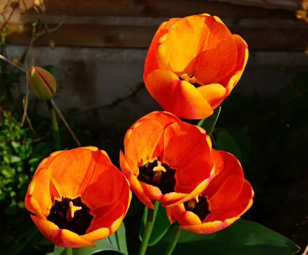 Tulipany Kwiatach Angielskim Ogrodzie Wielka Brytania — Zdjęcie stockowe