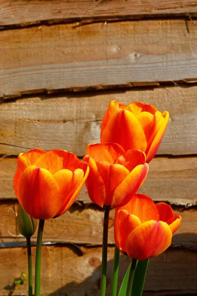 Gele Rode Tulpen Het Voorjaar — Stockfoto