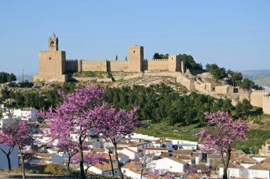 Şehrin ve kalenin ön planda pembe çiçekli manzarası, Antequera, Malaga Eyaleti, Endülüs, İspanya, Avrupa