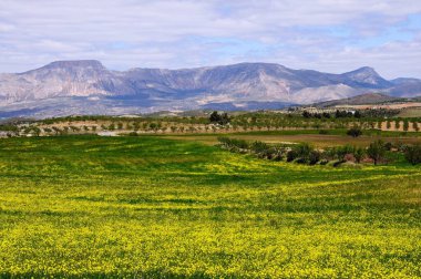 Arka tarafta Sierra de Maria dağları, Puertecico, Almeria Eyaleti, Endülüs, İspanya ve Avrupa 'da bahar çiçekleri var.