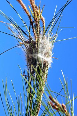 İşlemci Tırtıl Yuvası (Thaumetopoea Pityocampo) bir çam ağacında - Procesionaria del Pino, Mijas Costa, Costa del Sol, Malaga Eyaleti, Endülüs, İspanya, Avrupa.