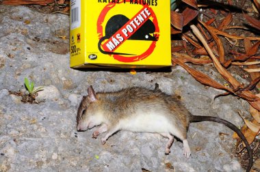 CALAHONDA, SPAIN - AUGUST 05, 2011 - Dead rat lying on a rock next to a box of rat poison, Calahonda, Spain, August 05, 2011 clipart