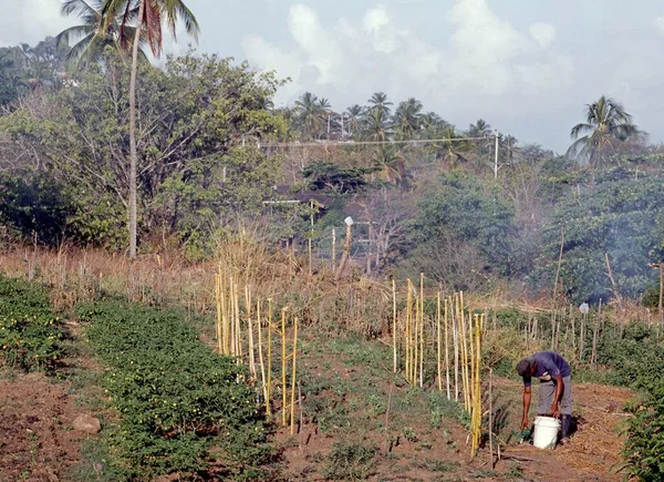 Trinidad Och Tobago Maj 1993 Jordbrukare Vårdar Sina Grödor Åker — Stockfoto