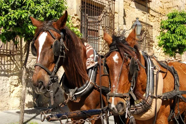 Konie Mostkami Przed Pałacem Episkopalnym Cordoba Prowincja Kordoba Andaluzja Hiszpania — Zdjęcie stockowe